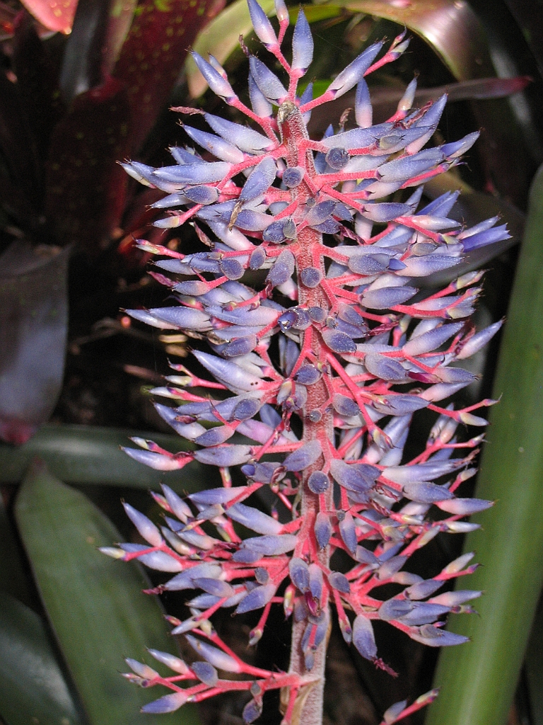 CairnsTC051 Jardin Botanique 051.jpg